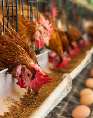 New%20Hope%20|%20Alagöz